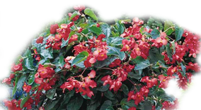 Dragon Wing Begonia